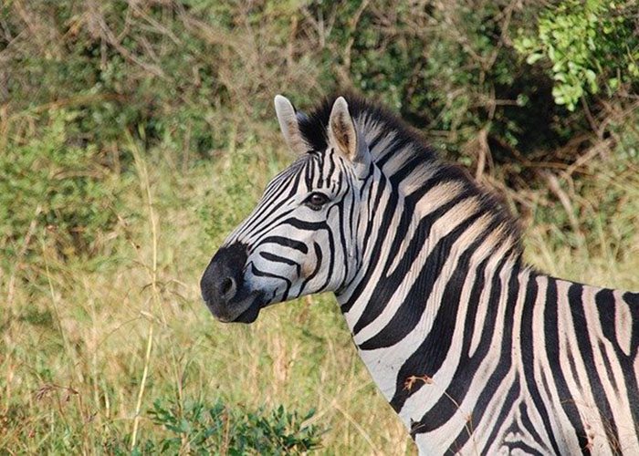 2-days-tanzania-lodge-safari