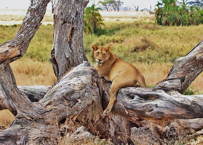 4-days-tanzania-lodge-safari