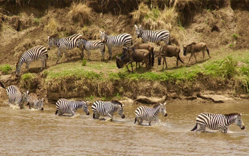 Migration Safari To Grumeti River
